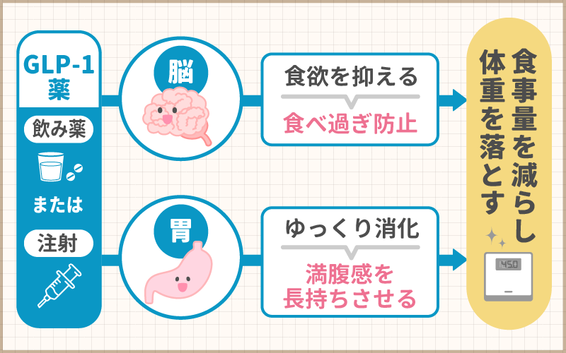 GLP-1ダイエットの効果や仕組みは？無理なく食事量を減らせる