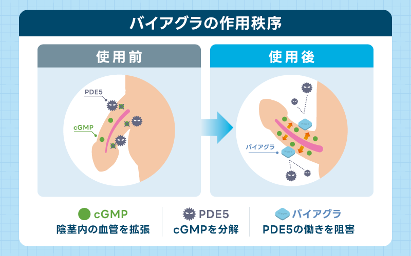 バイアグラ 作用機序